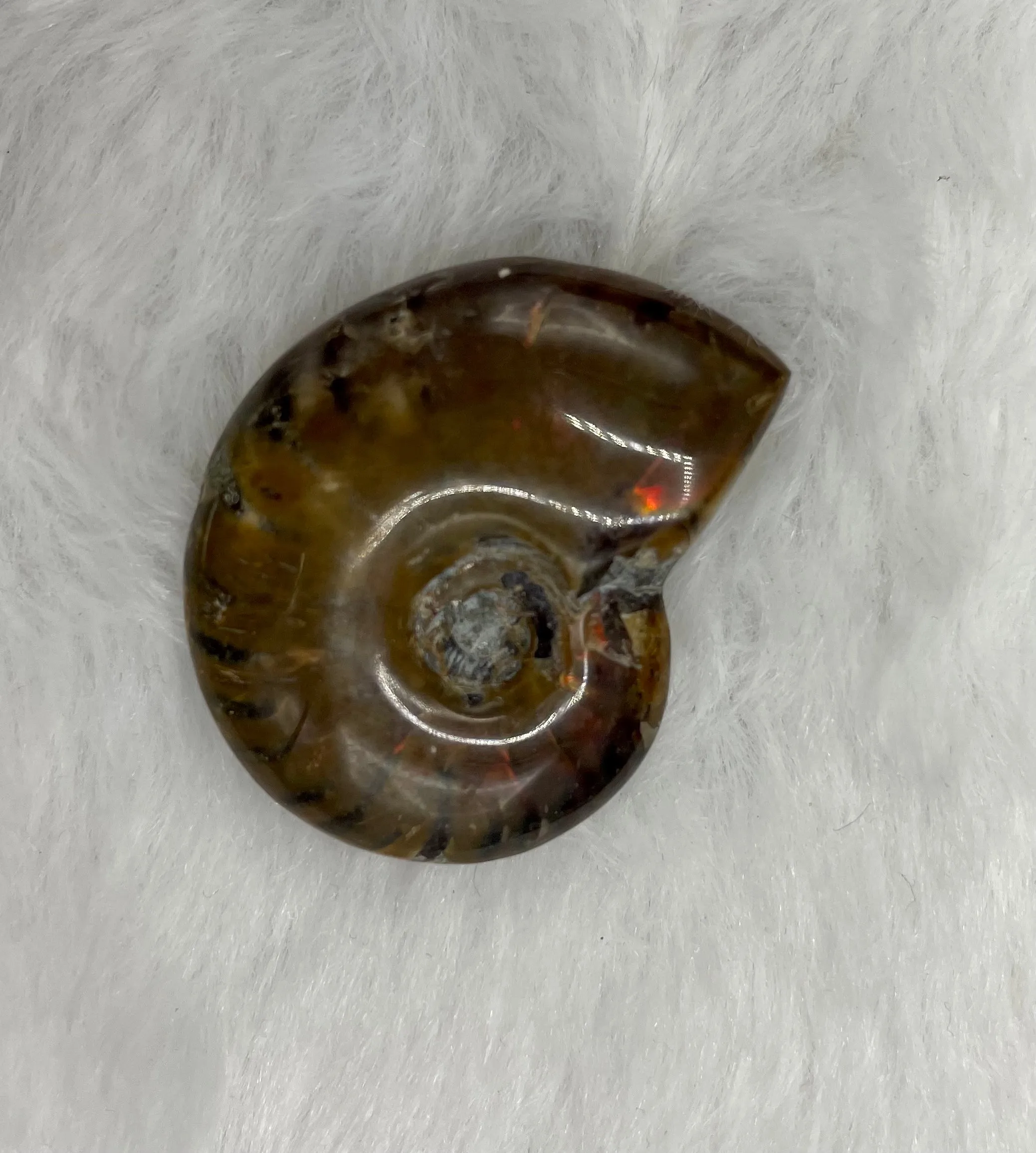 Whole Ammonite Fossil Shell